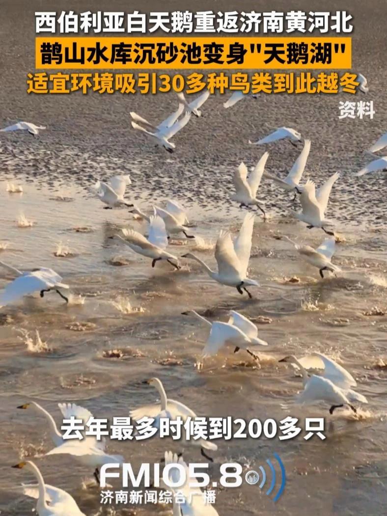 11月7日，山东济南，西伯利亚白天鹅重返济南黄河北越冬，鹊山水库沉砂池变身“天鹅湖”，适宜