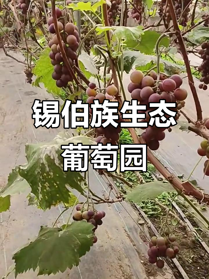 沈阳锡伯族生态葡萄园:自然成熟,无农药采摘