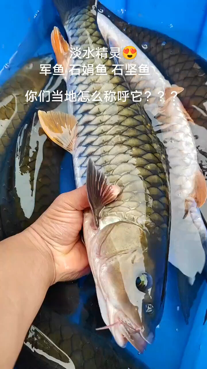 军鱼,石娟鱼,石坚鱼,有水中精灵♂美称