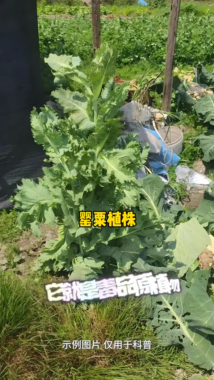 这张照片有“毒”