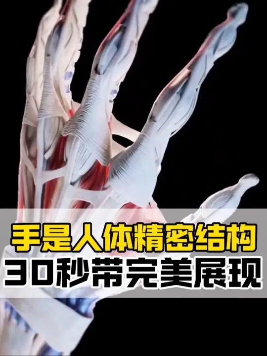 30秒带你了解手的精细运动 手是人体精密的结构,可以完成各种精细的动作,30秒向你完美展现