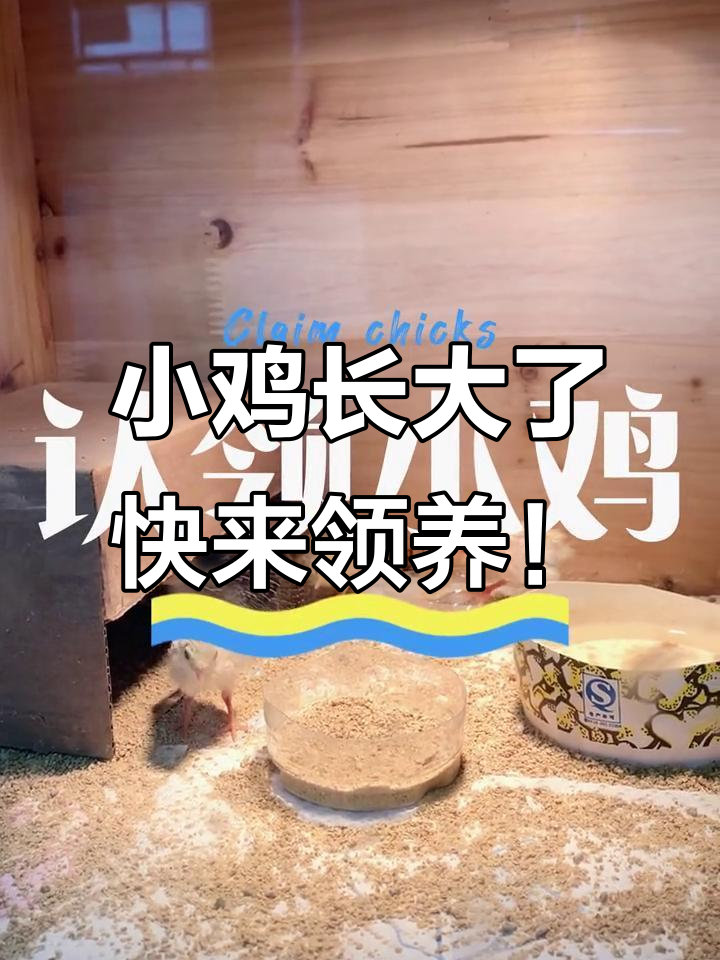 小鸡成长记:从跳跳虎亲子乐园到真正的鸡宝宝