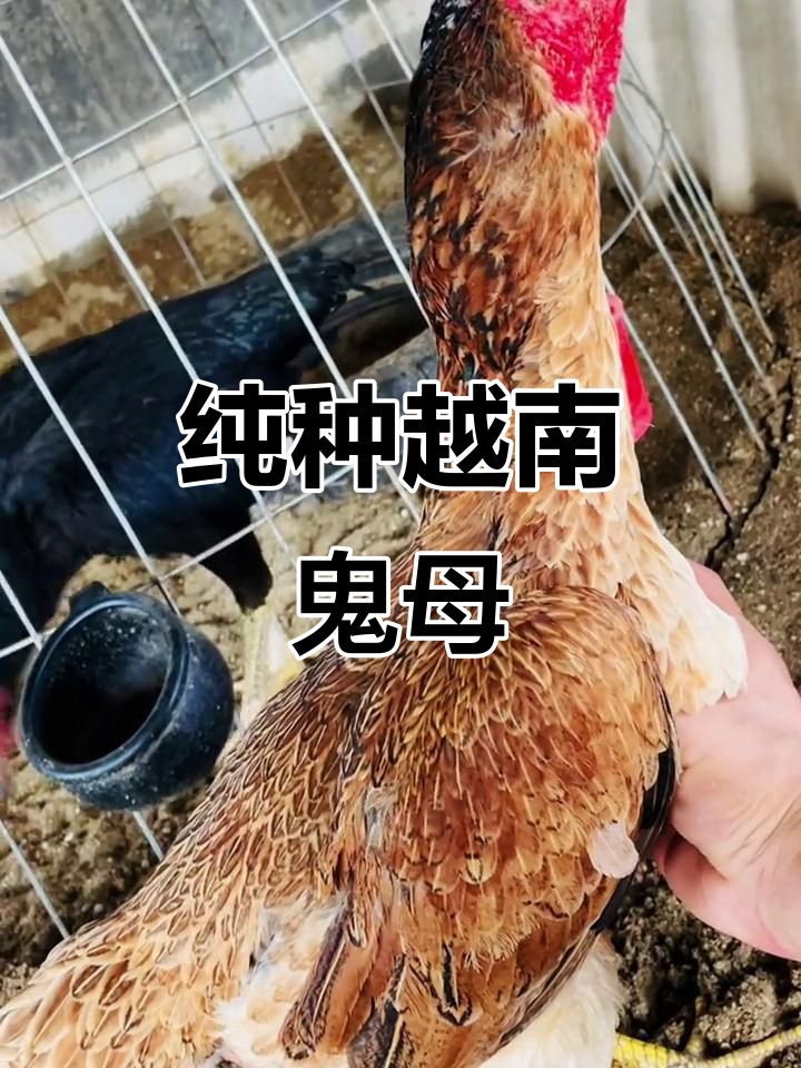 越南斗鸡场上的“鬼母”虎毛,勇猛无敌!