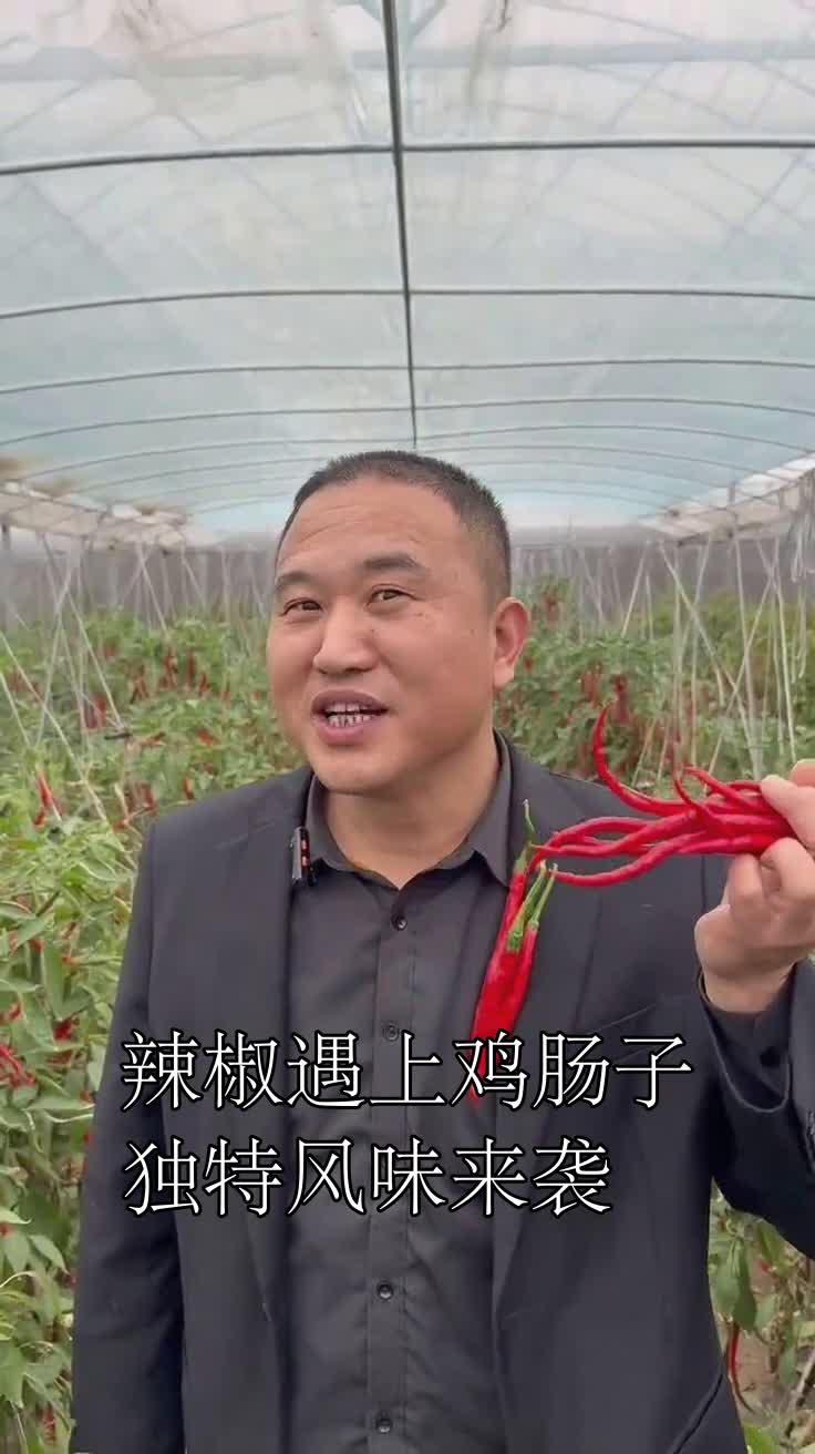 辣椒遇上鸡肠子独特风味来袭