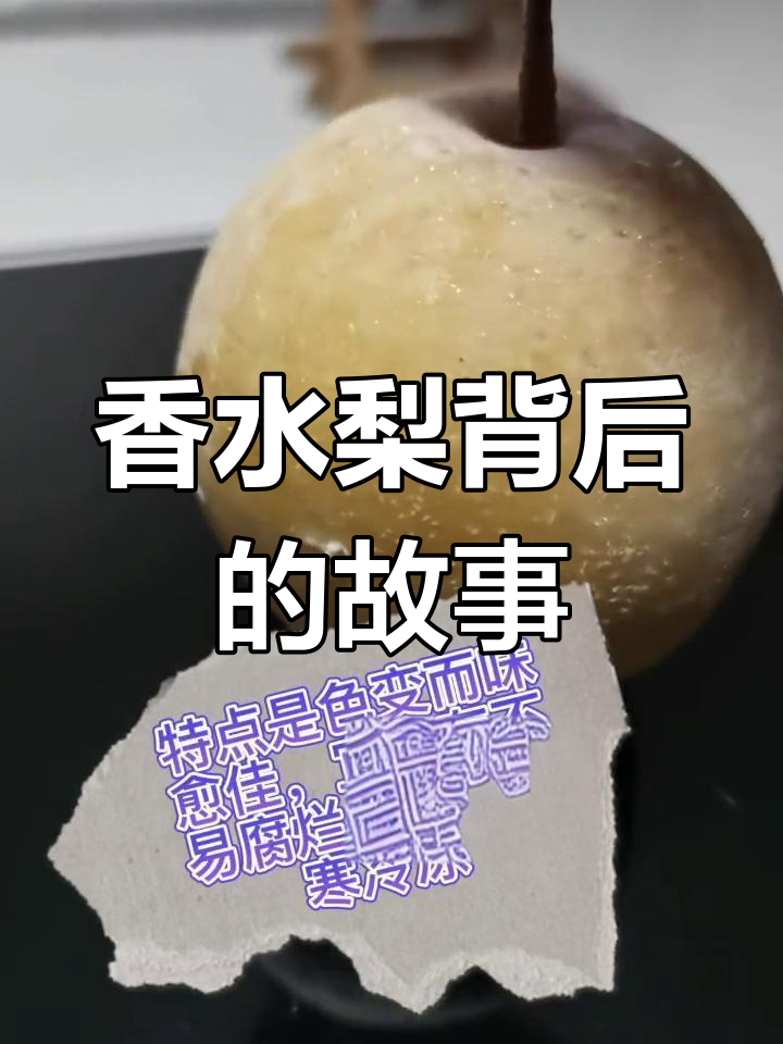 香水梨的秘密,你不知道的那些事儿