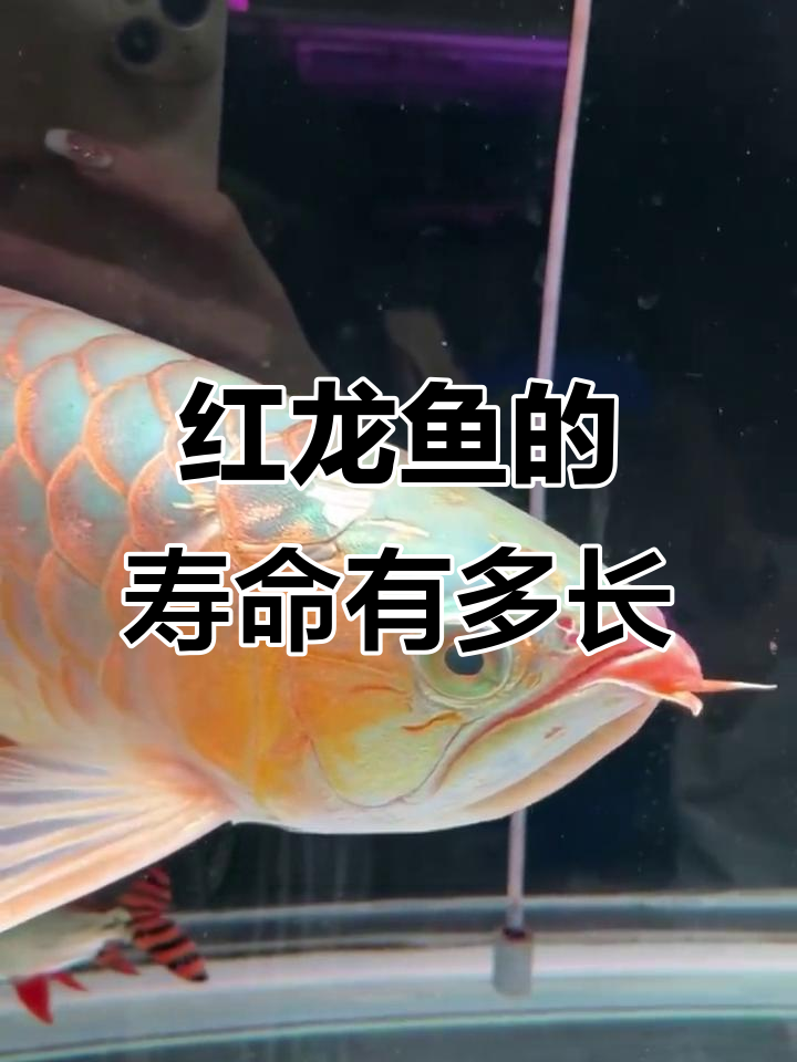 红龙鱼寿命揭秘:人工养殖能活多久?