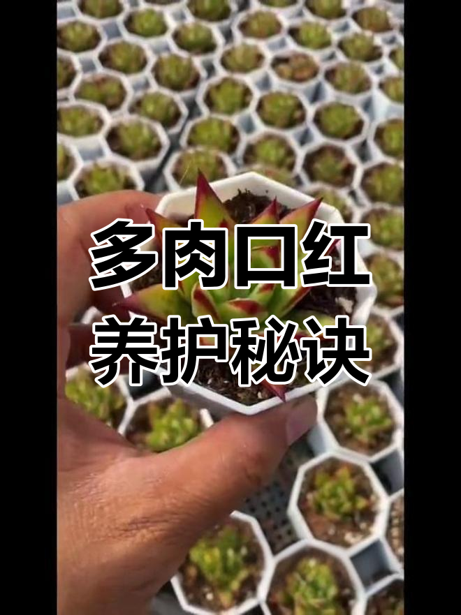 口红多肉植物养护全攻略:轻松掌握冬云系列种植技巧
