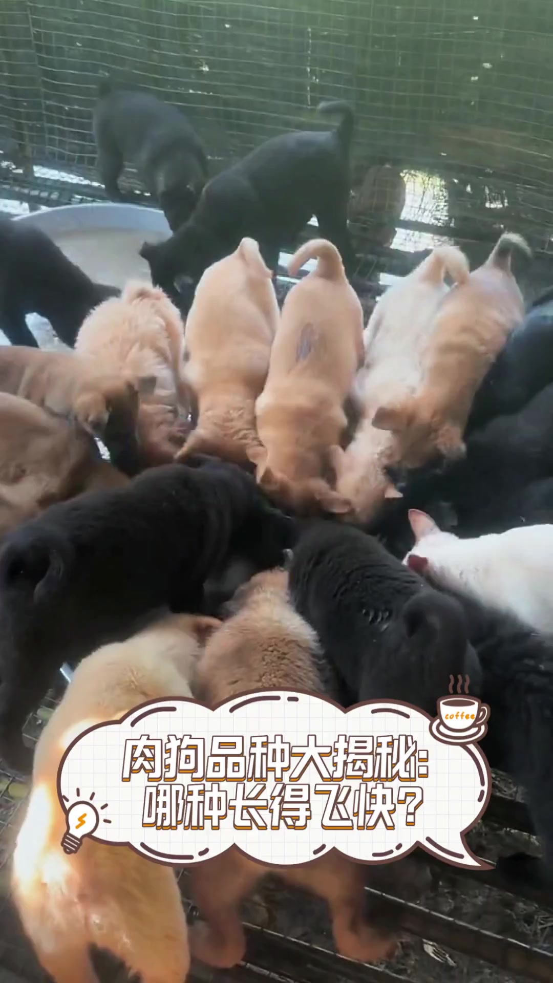 肉狗品种大揭秘:哪种长得飞快?