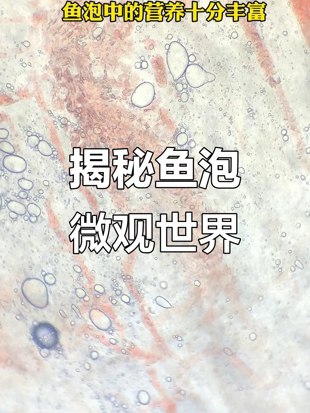 鱼泡的秘密,显微镜下看它的神奇结构