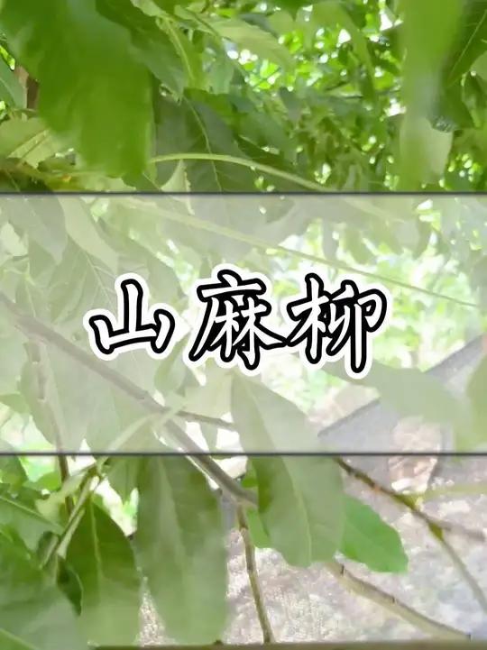 祝愿老铁们万事如意!