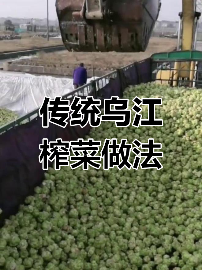 乌江榨菜的传统腌制技巧,轻松做出美味小菜