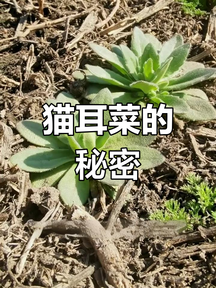 猫耳菜:古老而美味的野草,十字花科的小宝藏