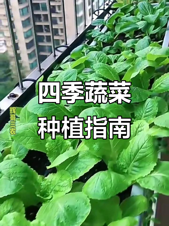 四季常绿蔬菜种子大集合,香菜、菠菜等叶菜全年可种