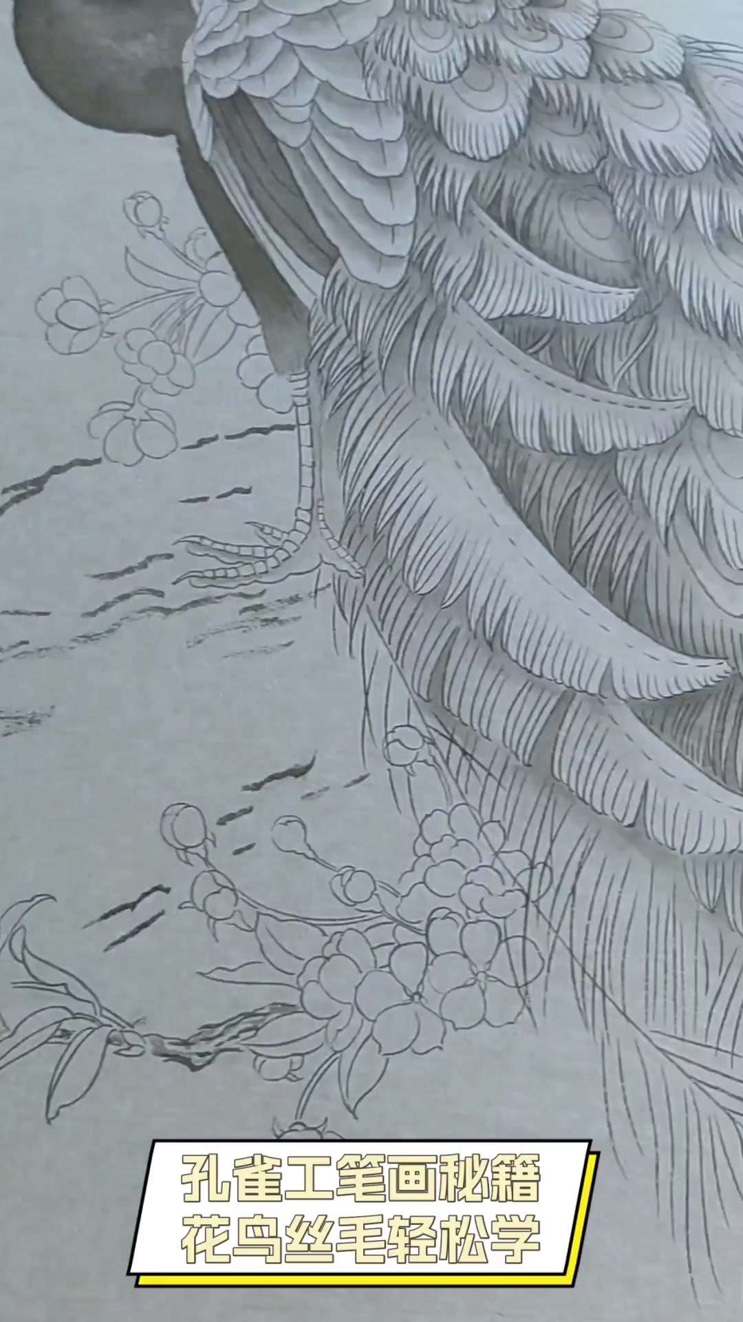 孔雀工笔画秘籍,花鸟丝毛轻松学