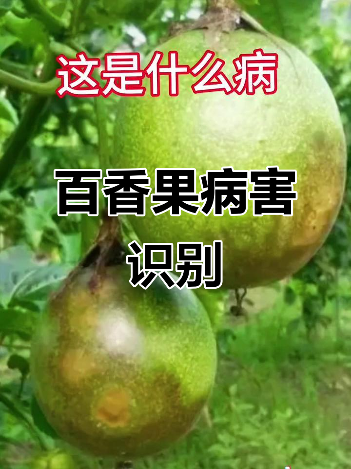 百香果常见病害全解析,如何防治?
