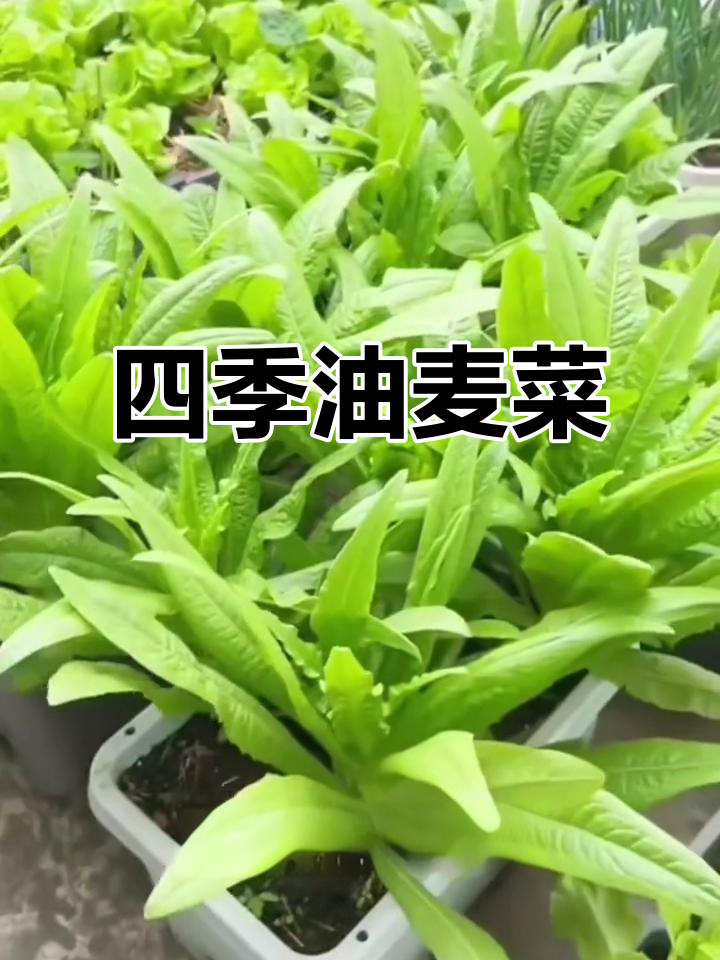 四季油麦菜,耐寒又鲜嫩,庭院盆栽轻松种植