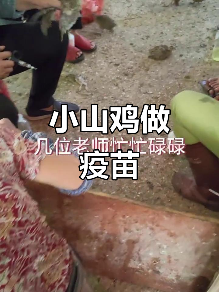小山鸡疫苗接种现场,为了健康早起的辛苦值得吗?