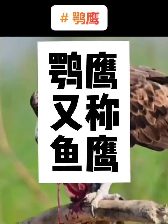 鹗是食鱼的猛禽,是鹰形目鹗科鹗属鸟类动物,仅有1种,又名鱼鹰。广布于世界各地。当它们发现猎