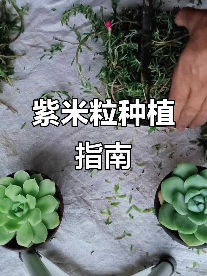 紫米粒栽培技巧与繁殖方法,轻松学会多肉植物养护