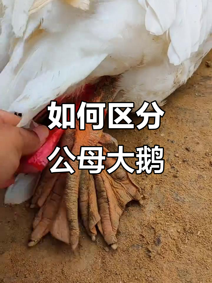 分辨公母大鹅，教你如何判断是否有蛋
