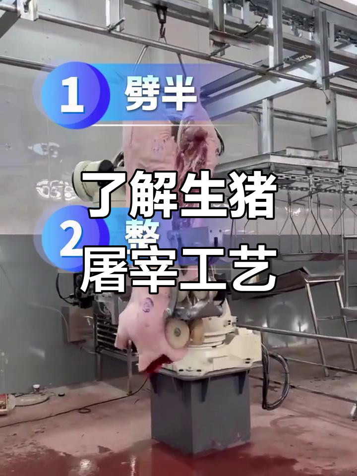 生猪屠宰流程揭秘:从刺杀到品质检验的每一个环节