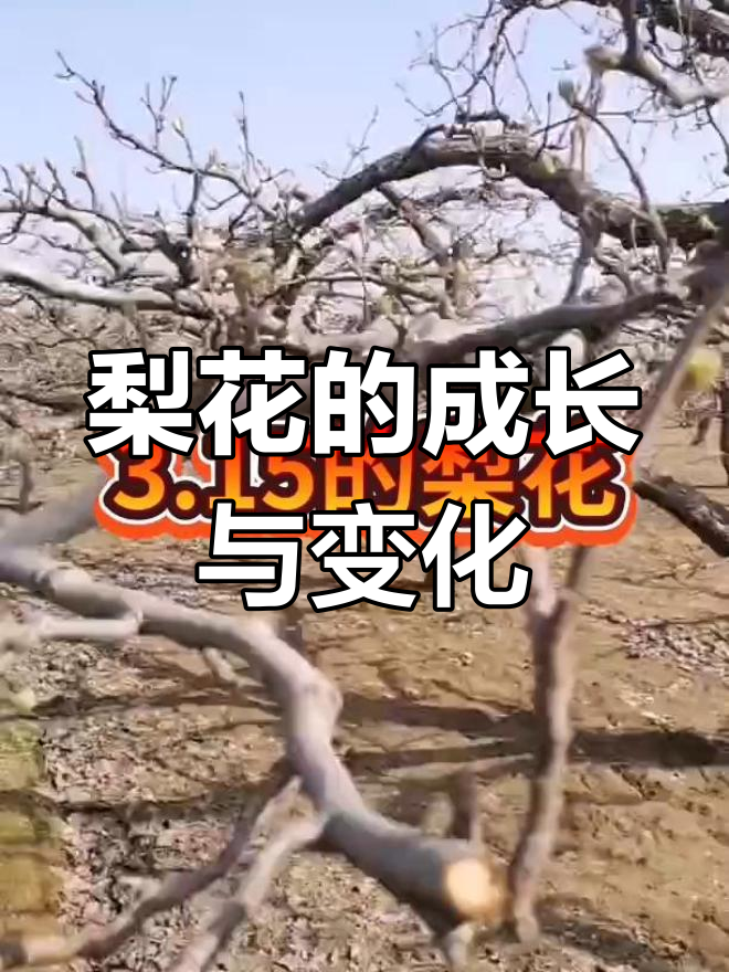 梨花生长过程揭秘,三月十五日冷天里的美丽变化