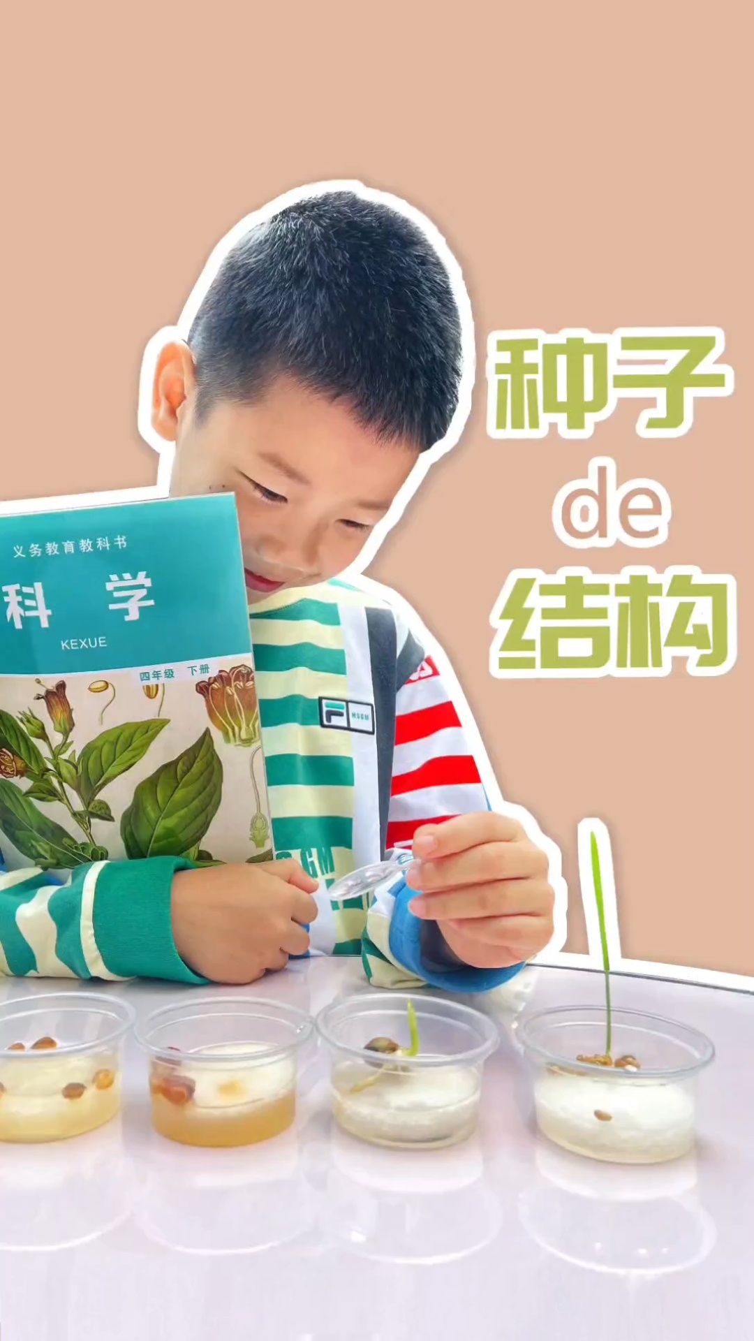 跟着课本学科学——种子的结构