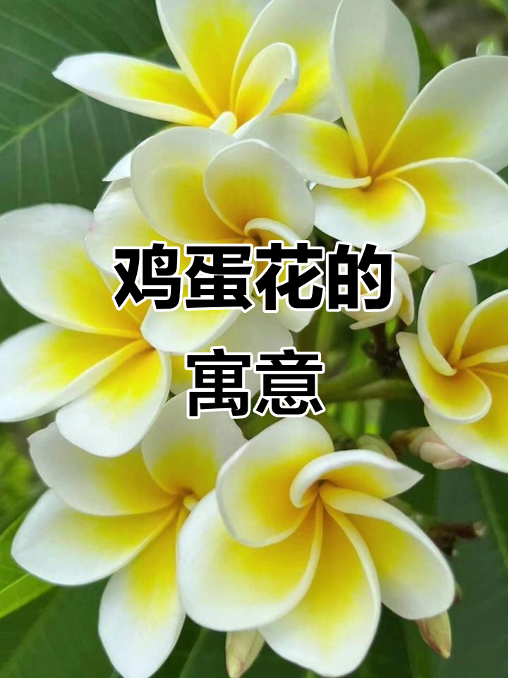 鸡蛋花象征纯洁与友谊,是生命和母爱的完美表达
