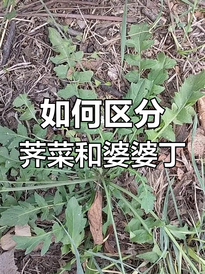 荠菜与婆婆丁的区别,教你如何分辨