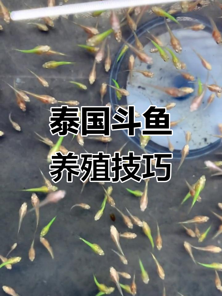 泰国斗鱼繁殖揭秘:白色与荧光翡翠的成长之路