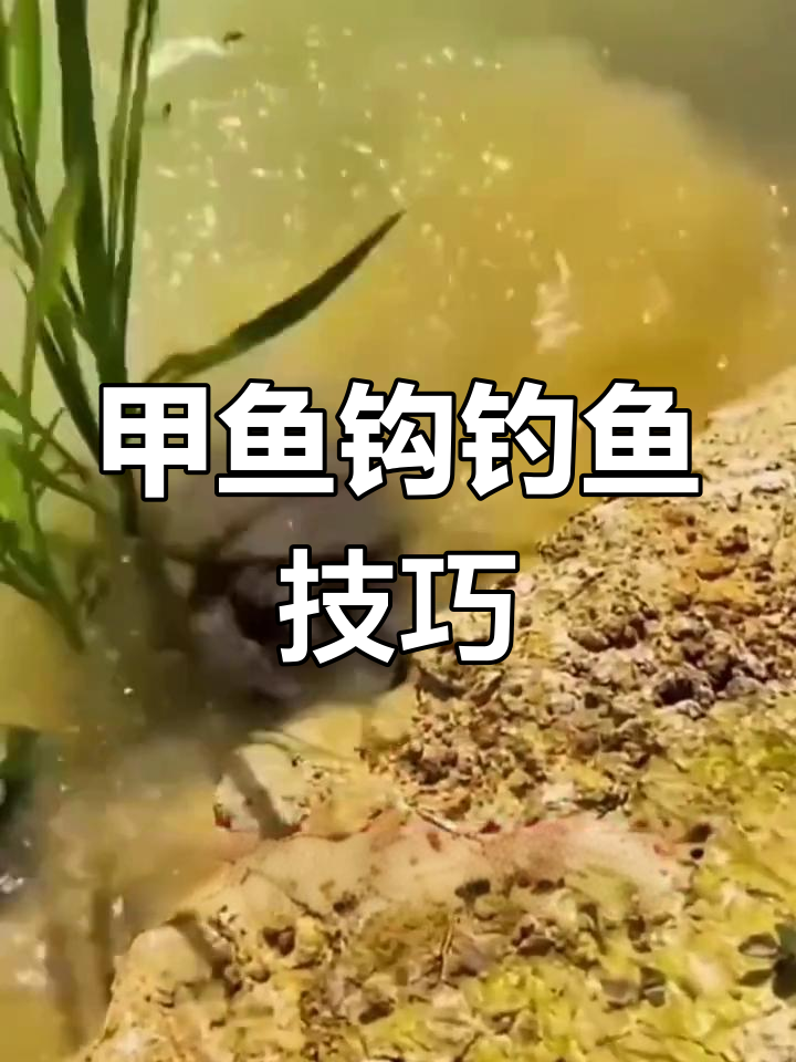 甲鱼钩套装轻松钓,猪肝诱饵让你事半功倍