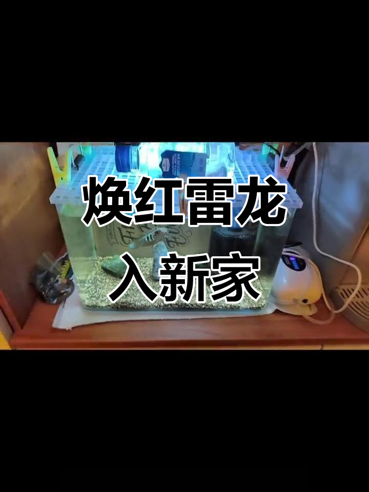 新成员加入!焕红雷龙入住三零缸,期待与小缸的互动