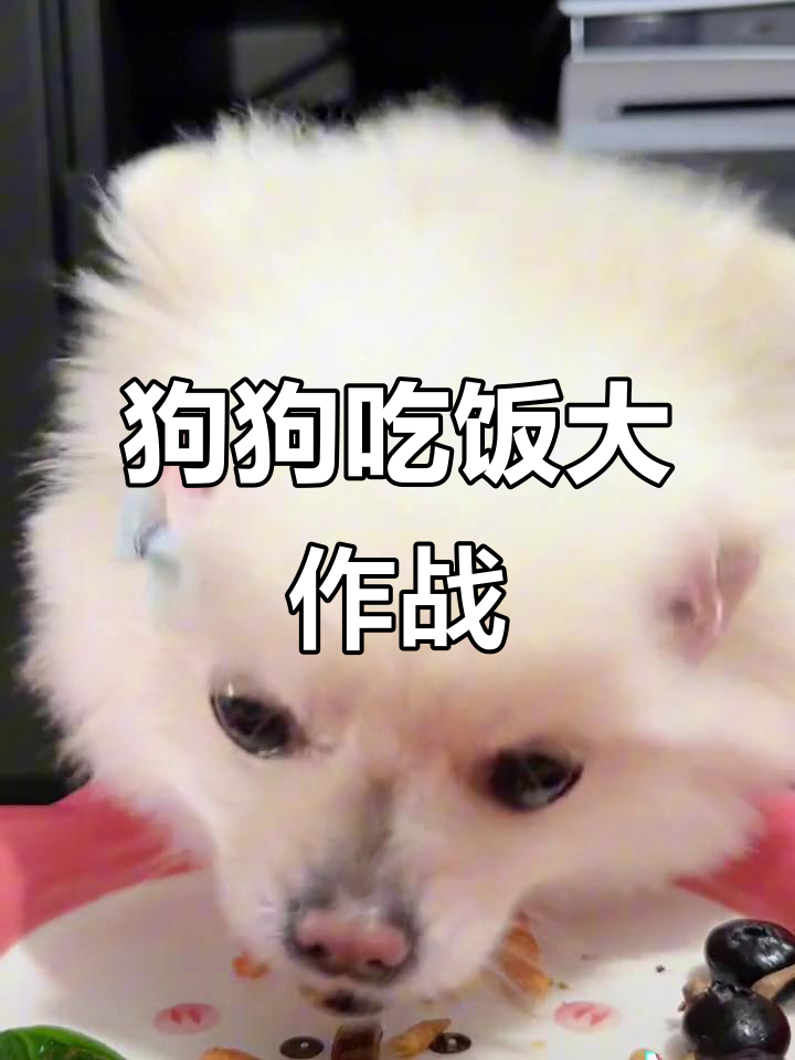 小狗的干饭日常,狗粮、鲨鱼软骨素全都有!