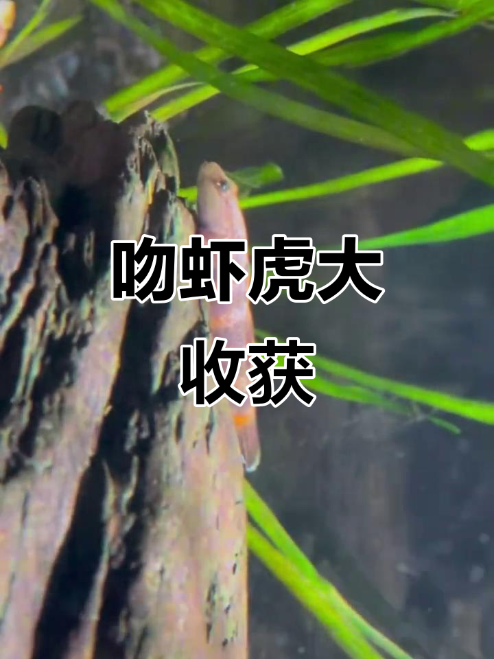 三峡吻虾虎大获丰收,十条美丽个体带回家!
