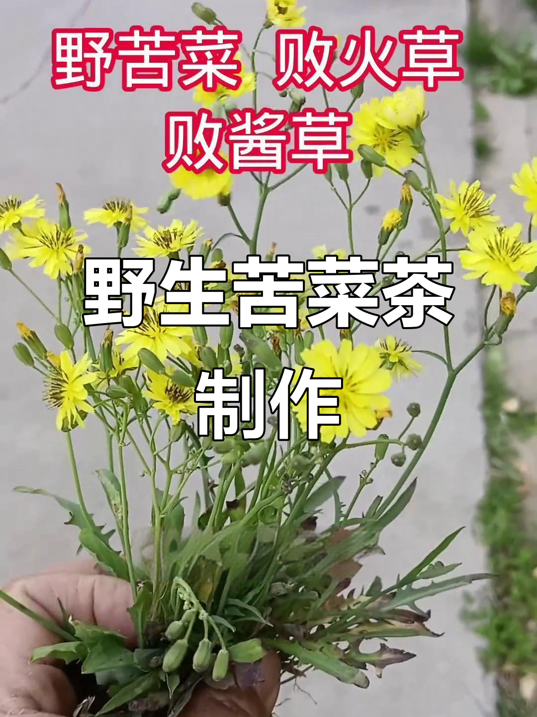 春季苦菜新吃法,野苦菜的独特养生价值