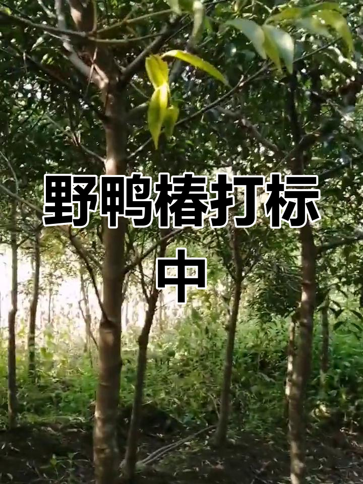 野鸭椿地径4-5公分,精准打标效果惊艳!