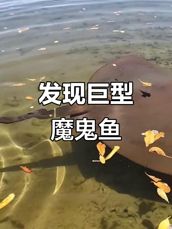 海边惊现巨型魔鬼鱼,尾巴刺让人不敢靠近