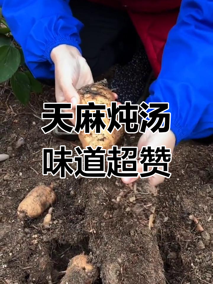 天麻炖汤,鸭汤、排骨汤都能做,鲜美无比