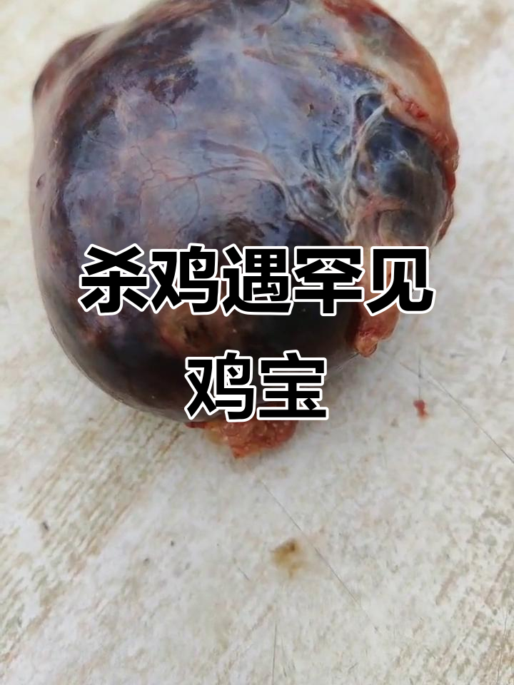 杀鸡竟发现罕见“大鸡宝”,朋友们都惊呆了!