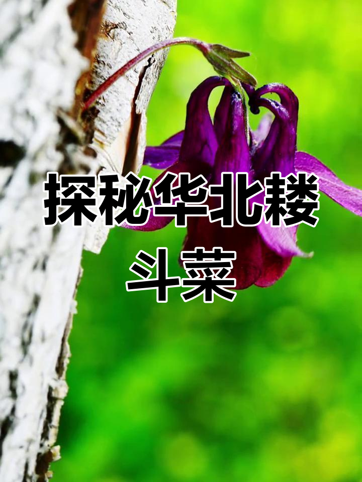 华北耧斗菜:神秘紫花背后的调皮故事