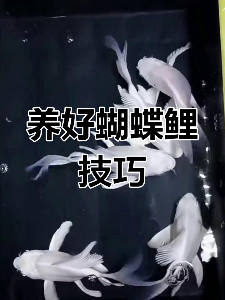 蝴蝶鲤鱼如何饲养?