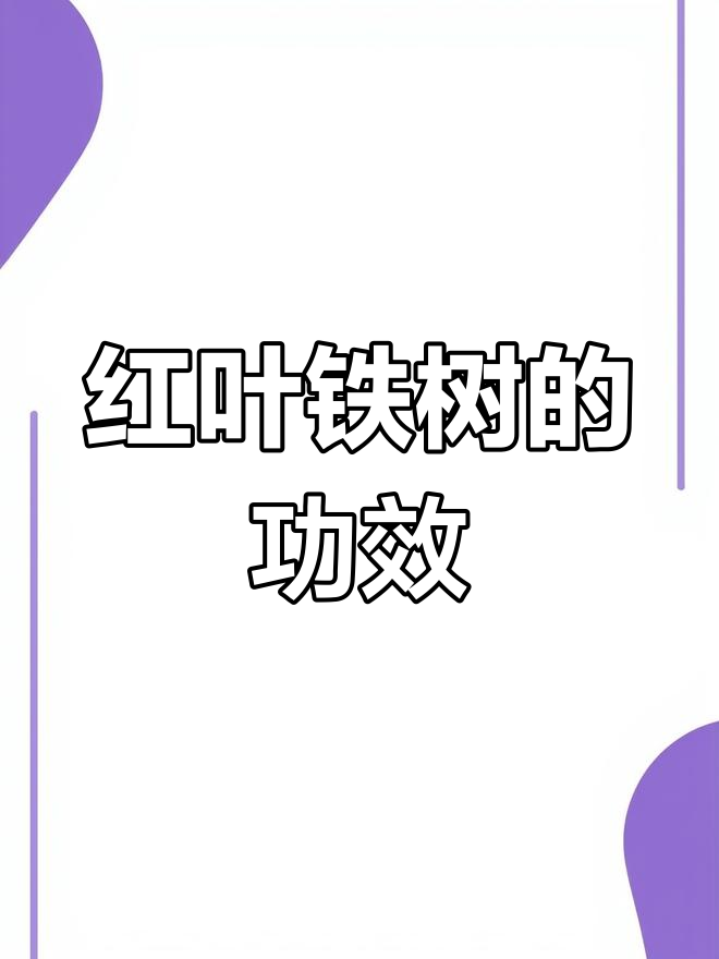红叶铁树叶的药用价值与功效