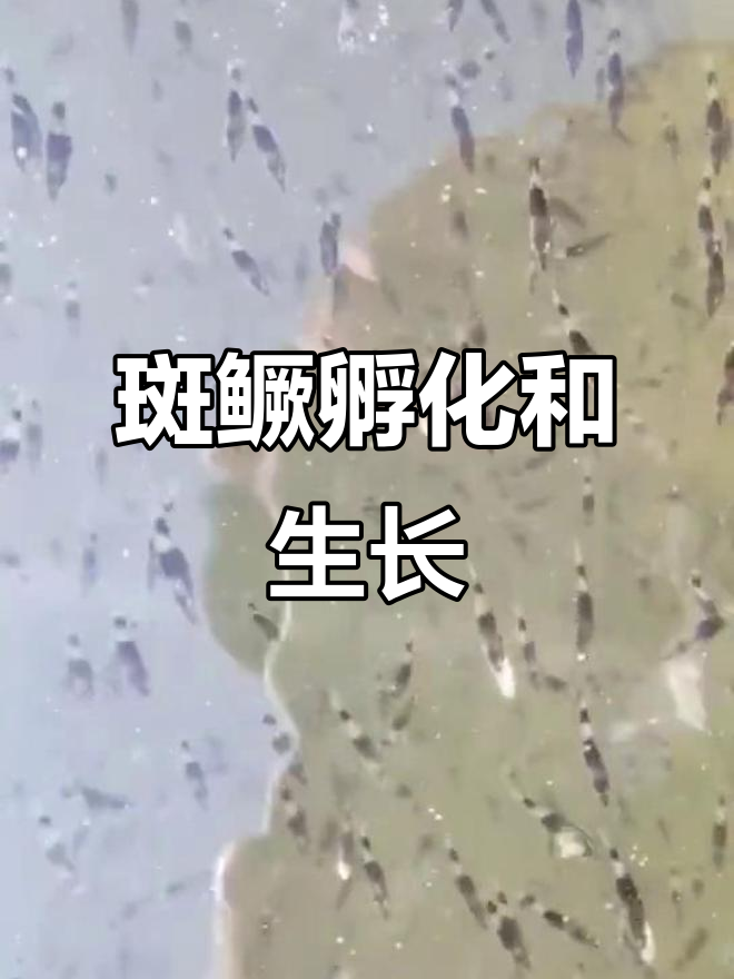 小鳜鱼孵化成长记,二公分活泼可爱