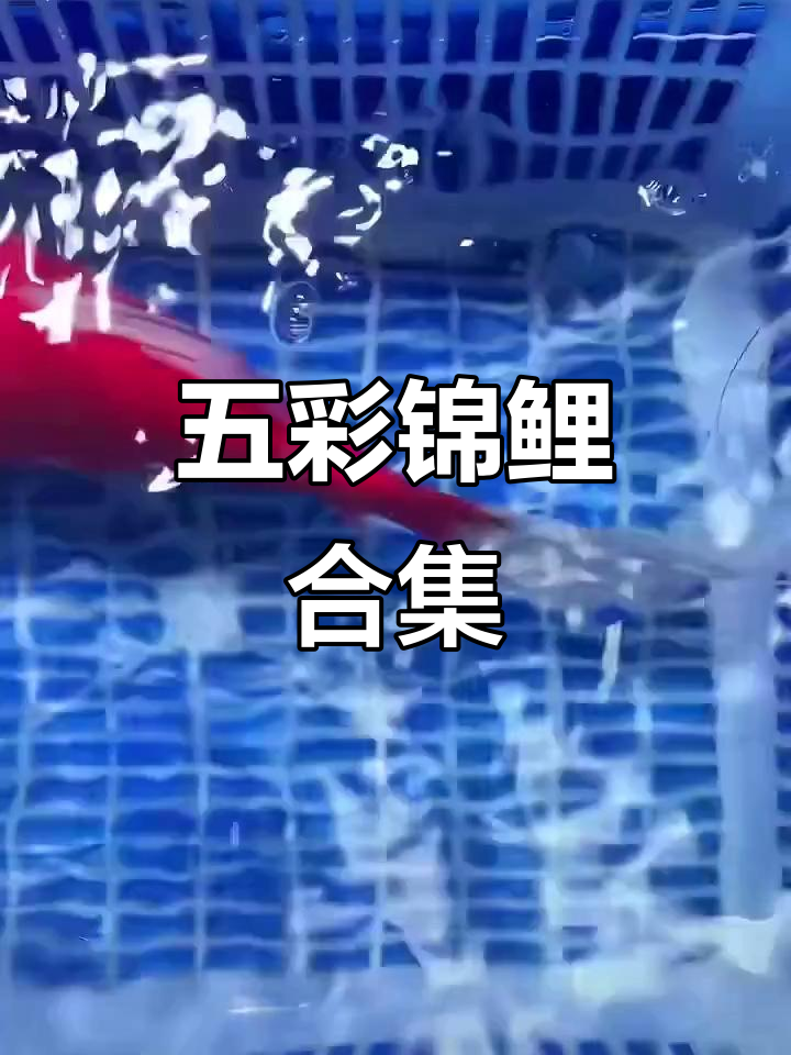 锦鲤大赏!红蝴蝶、黑金龙鱼,每条都超美