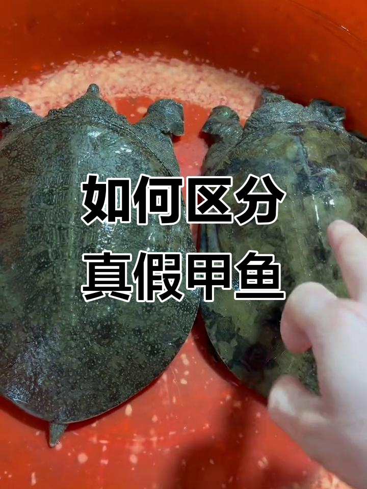 野生甲鱼与高仿甲鱼的辨别技巧
