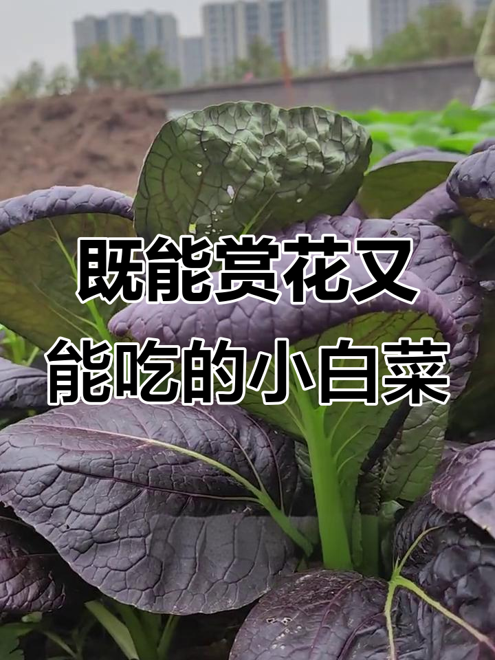 紫色小白菜:既可当花养,又能做美味蔬菜