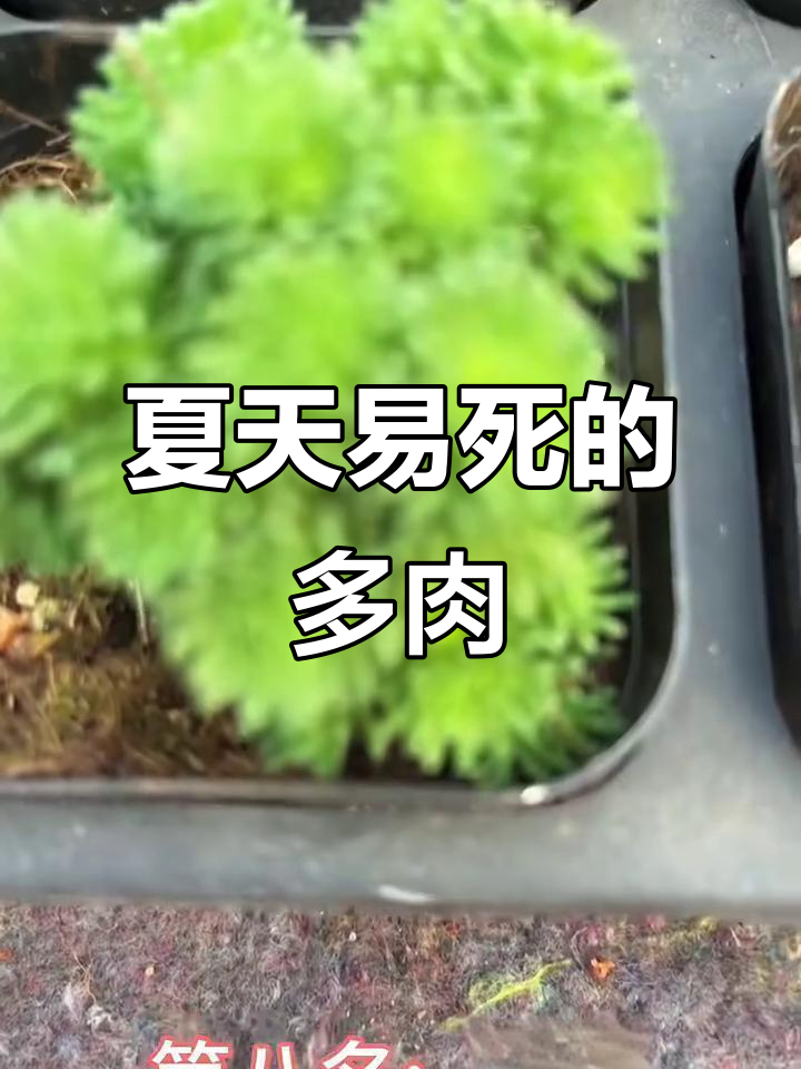 夏季必死！10款多肉植物，看看你家有没有中招