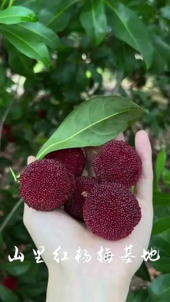 仙居杨梅为什么这么好吃?杨梅仙居杨梅美食