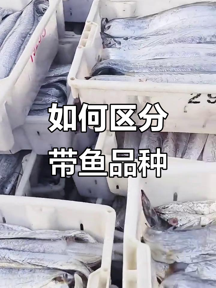 带鱼品种大揭秘：北系与南系的口感差异，如何挑选？