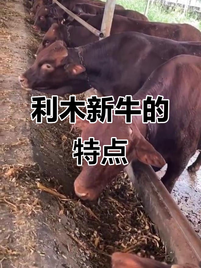利木赞牛:法国高原的改良肉牛品种,肌肉丰满、体质优良